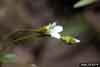 Saxifraga rivularis    , weak saxifrage