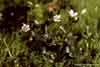 Saxifraga rivularis    , weak saxifrage