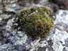 Schistidium    , schistidium moss