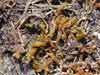 Scorpidium scorpioides    , scorpidium moss