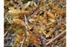 Pseudocalliergon turgescens  , pseudocalliergon moss