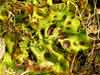 Solorina    , chocolate chip lichen