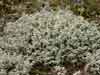 Stereocaulon    , alpine snow lichen