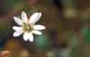 Stellaria humifusa    , saltmarsh starwort