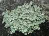Stereocaulon rivulorum    , snow lichen
