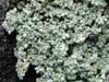 Stereocaulon rivulorum    , snow lichen