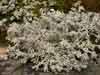 Stereocaulon tomentosum    , tomentose snow lichen