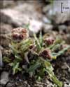 Tephroseris palustris subsp. congesta, groundsel