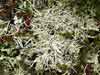 Thamnolia    , whiteworm lichen