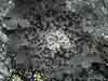 Umbilicaria    , navel lichen