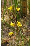 Utricularia vulgaris ssp. macrorhiza, common bladderwort