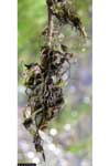 Utricularia vulgaris ssp. macrorhiza, common bladderwort