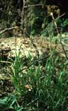 Carex vaginata    , sheathed sedge