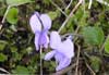 Viola epipsila    , dwarf marsh violet