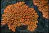 Xanthoria    , orange wall lichen