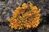 Xanthoria    , orange wall lichen