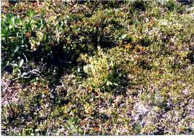 Close-up vegetation photo