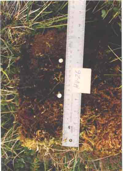 soil photo