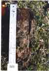 soil profile photo