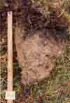 soil photo