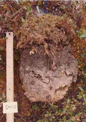 soil photo