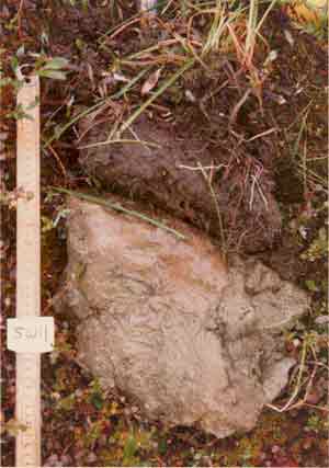 soil photo