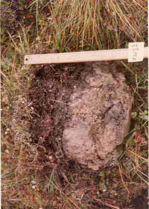 soil photo