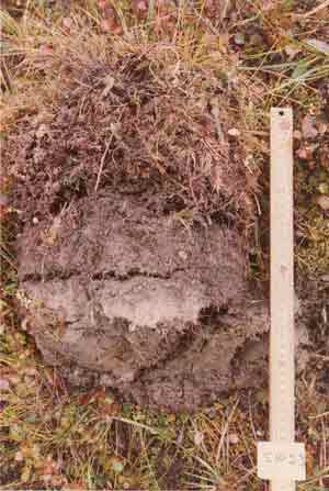 soil photo