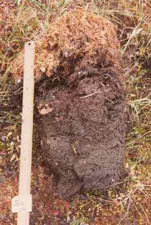 soil photo