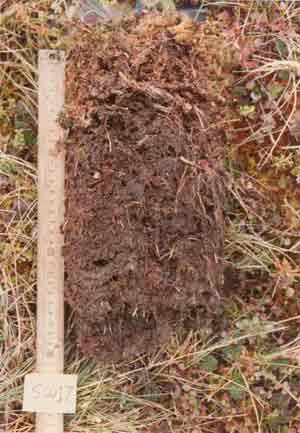 soil photo