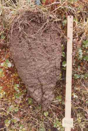 soil photo