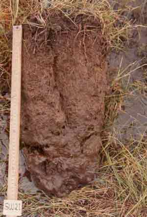 soils photo sw-21a