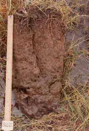 soil photo