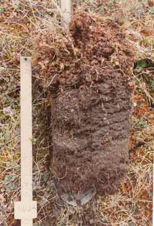 soil photo