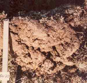 soil photo