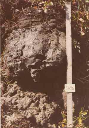 soil photo