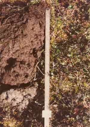 soil photo