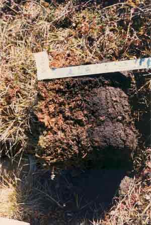 soil photo