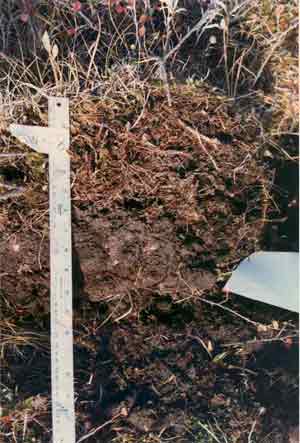 soil photo