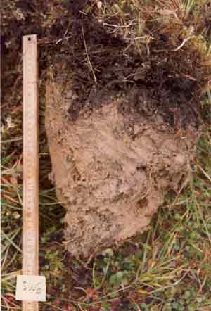 soils photo sw-8a