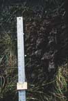 	SWT-11 Soil closeup	