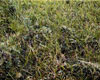 	vegetation closeup