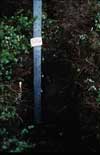 	SWT-3 Soil closeup	