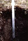 soil photo