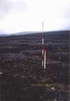 	SWT-5 Vegetation closeup	