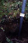 	SWT-6 Soil closeup	