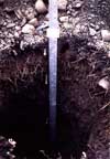 	SWT-7 Soil closeup	