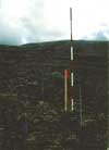 	SWT-9 Vegetation closeup	