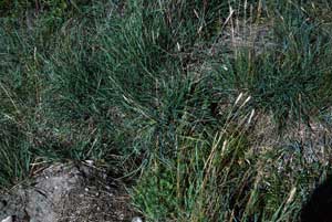vegetation photo