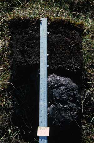 soil photo